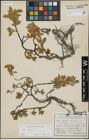 Foto von Salix hastata L.